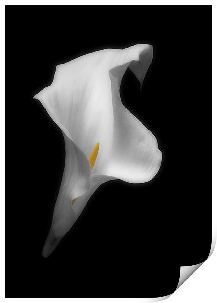 ARUM LILY Print by Anthony R Dudley (LRPS)