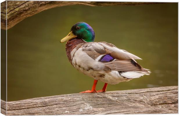 Mallard Duck at Stover Canvas Print by Andy Toby