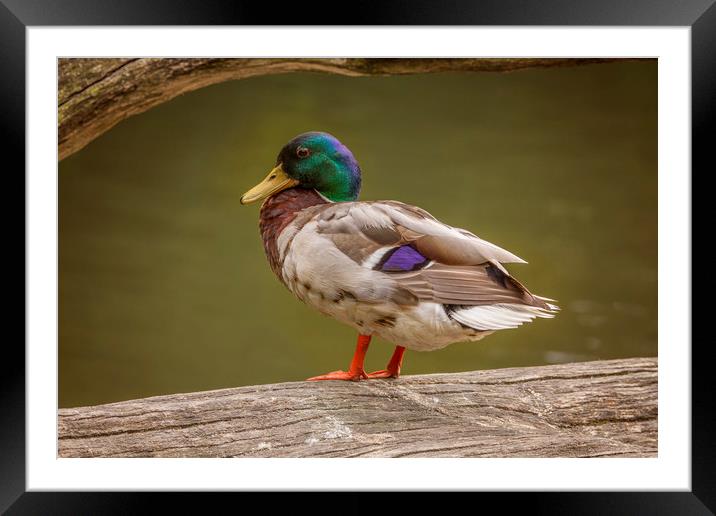 Mallard Duck at Stover Framed Mounted Print by Andy Toby