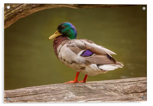 Mallard Duck at Stover Acrylic by Andy Toby