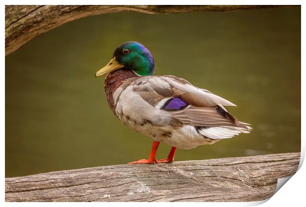 Mallard Duck at Stover Print by Andy Toby
