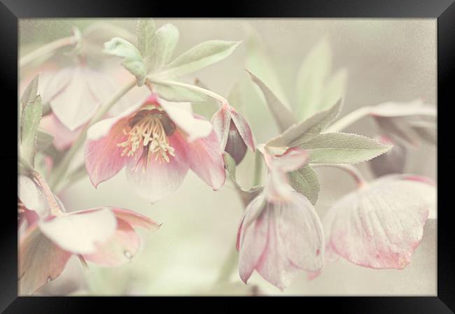 Spring Pastels                                     Framed Print by Jenny Rainbow