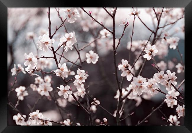   Joy of Spring                                   Framed Print by Jenny Rainbow