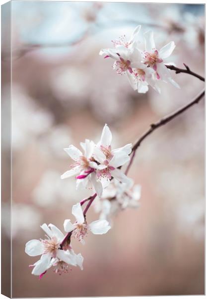 Spring Cherry Delight                              Canvas Print by Jenny Rainbow