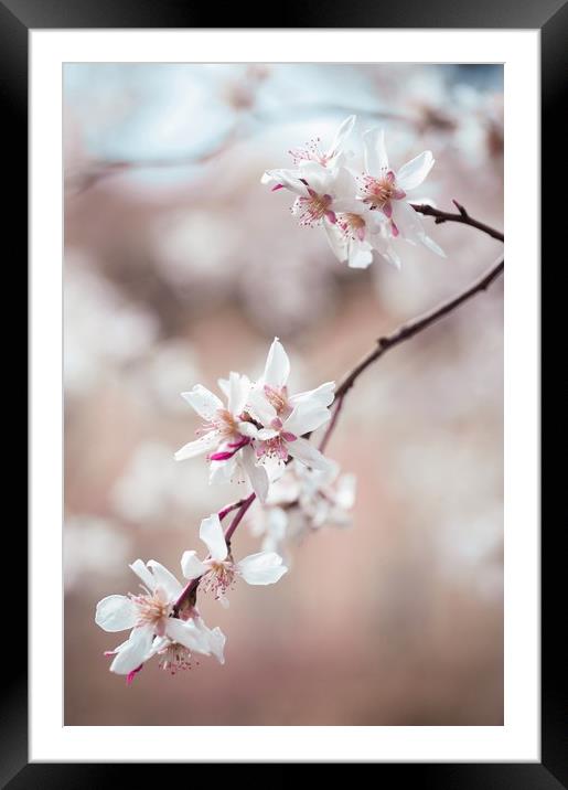 Spring Cherry Delight                              Framed Mounted Print by Jenny Rainbow