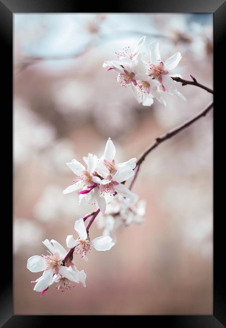 Spring Cherry Delight                              Framed Print by Jenny Rainbow