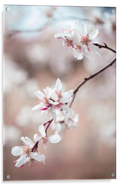 Spring Cherry Delight                              Acrylic by Jenny Rainbow
