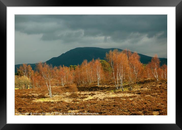 Sunlit birch trees against a stormy sky Framed Mounted Print by Adrian Snowball