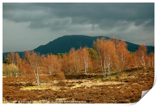 Sunlit birch trees against a stormy sky Print by Adrian Snowball