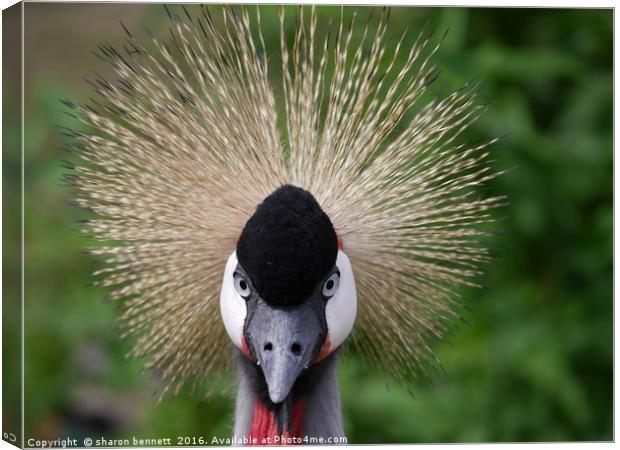 Crane Canvas Print by sharon bennett