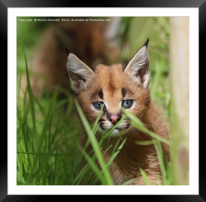 caracal kitten Framed Mounted Print by Martyn Bennett