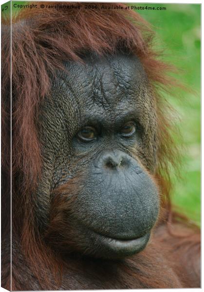 Female Orangutan Canvas Print by rawshutterbug 
