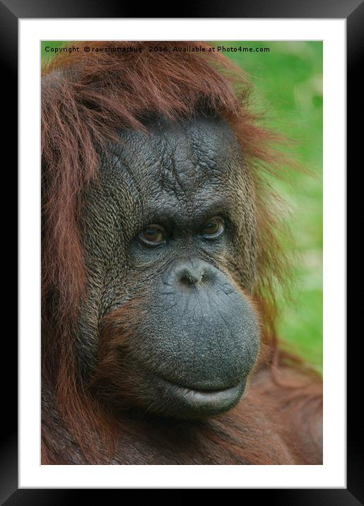 Female Orangutan Framed Mounted Print by rawshutterbug 