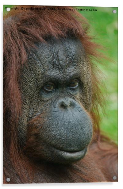 Female Orangutan Acrylic by rawshutterbug 