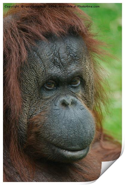 Female Orangutan Print by rawshutterbug 
