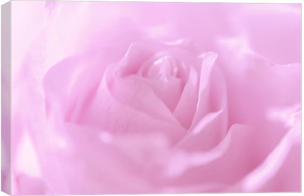  Glowing Pink Rose                          Canvas Print by Jenny Rainbow