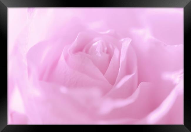  Glowing Pink Rose                          Framed Print by Jenny Rainbow