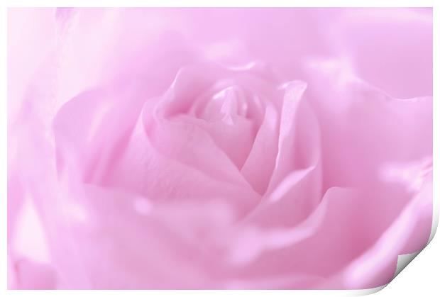  Glowing Pink Rose                          Print by Jenny Rainbow