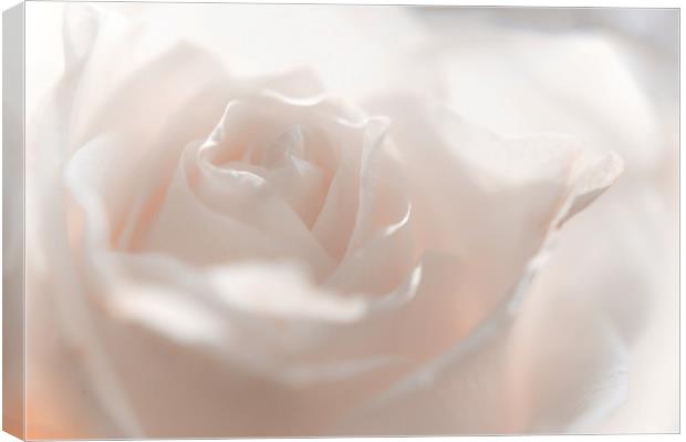 Glowing White Rose                               Canvas Print by Jenny Rainbow