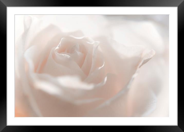 Glowing White Rose                               Framed Mounted Print by Jenny Rainbow