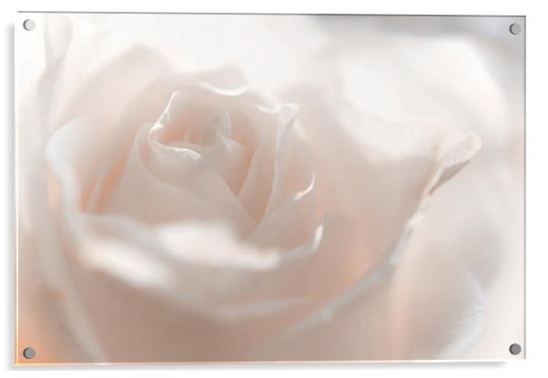 Glowing White Rose                               Acrylic by Jenny Rainbow