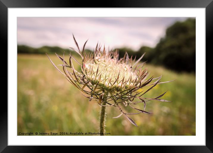 Queen Anne’s Lace: A Beautiful Yet Deceptive Wildf Framed Mounted Print by Jeremy Sage