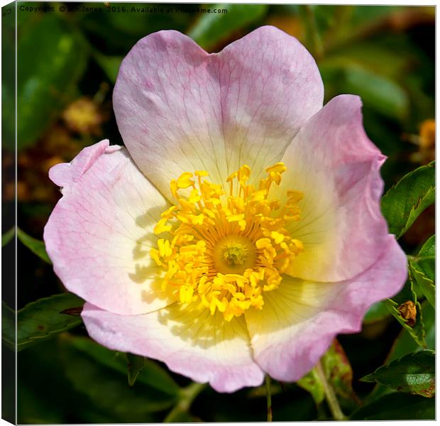 The sweet scented English Dog Rose Canvas Print by Jim Jones