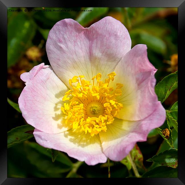 The sweet scented English Dog Rose Framed Print by Jim Jones