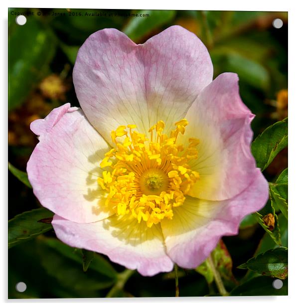 The sweet scented English Dog Rose Acrylic by Jim Jones