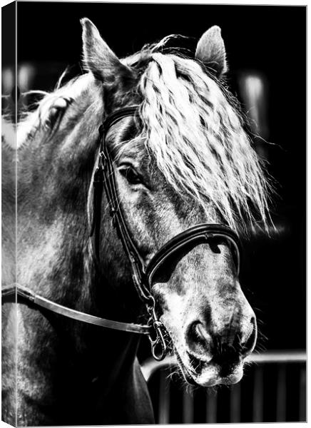 Equine. Canvas Print by Angela Aird
