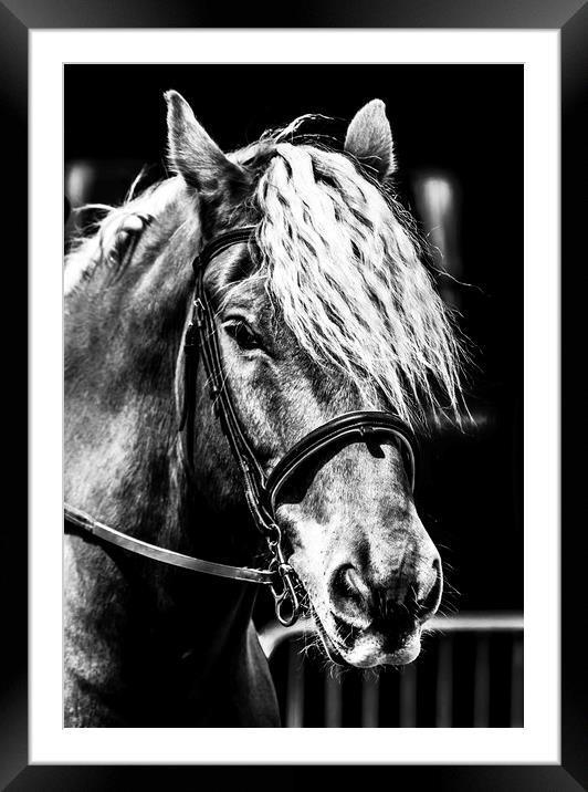 Equine. Framed Mounted Print by Angela Aird
