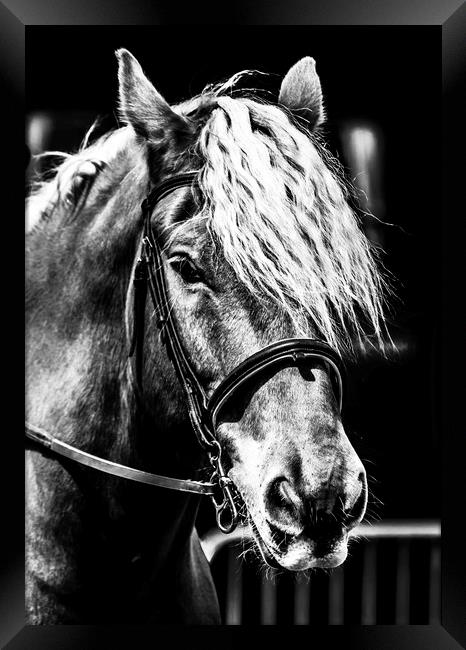 Equine. Framed Print by Angela Aird