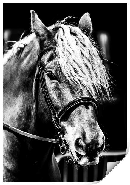 Equine. Print by Angela Aird