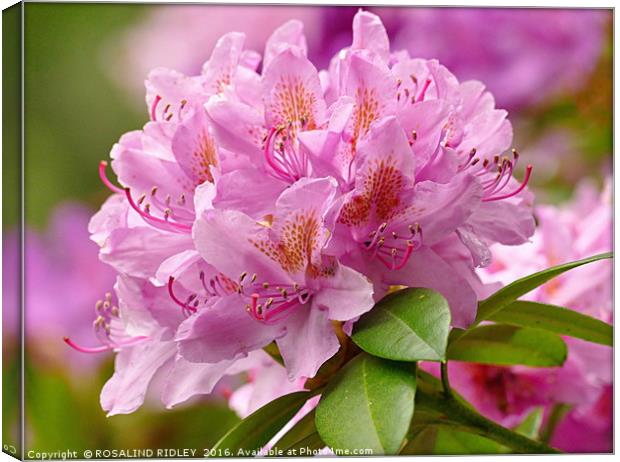 "PINK RHODODENDRON" Canvas Print by ROS RIDLEY