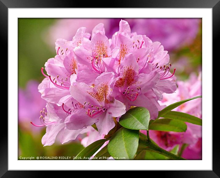"PINK RHODODENDRON" Framed Mounted Print by ROS RIDLEY