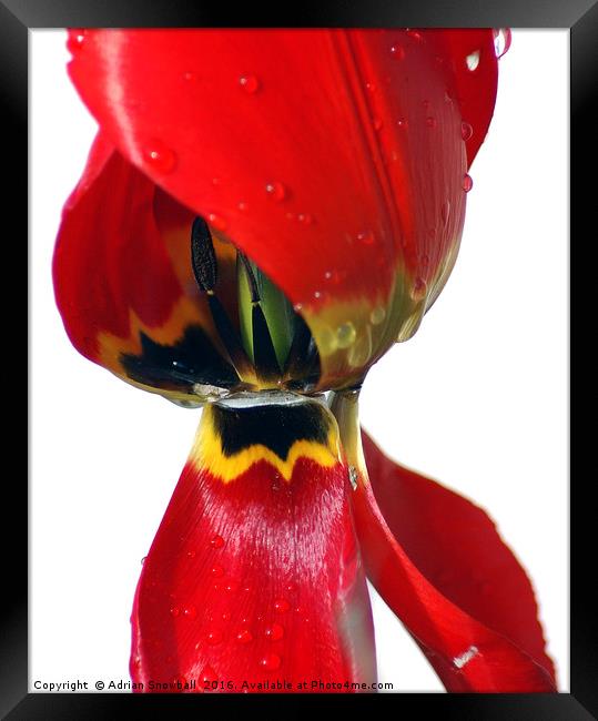 Tulip Framed Print by Adrian Snowball