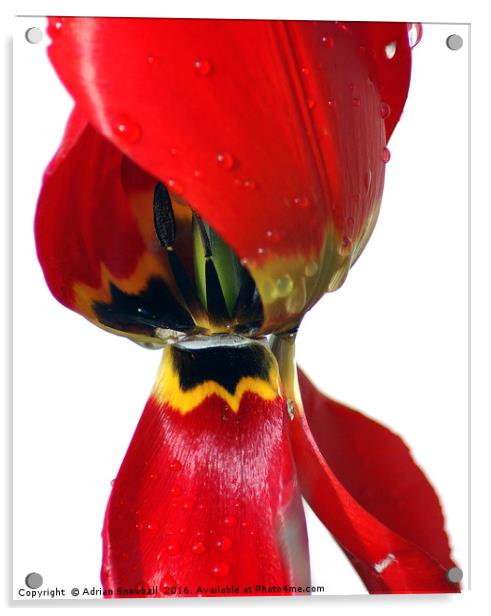 Tulip Acrylic by Adrian Snowball