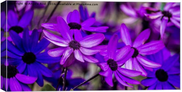 Little Purple Ones. Canvas Print by Angela Aird