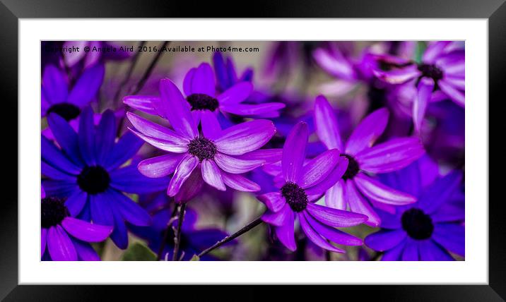 Little Purple Ones. Framed Mounted Print by Angela Aird