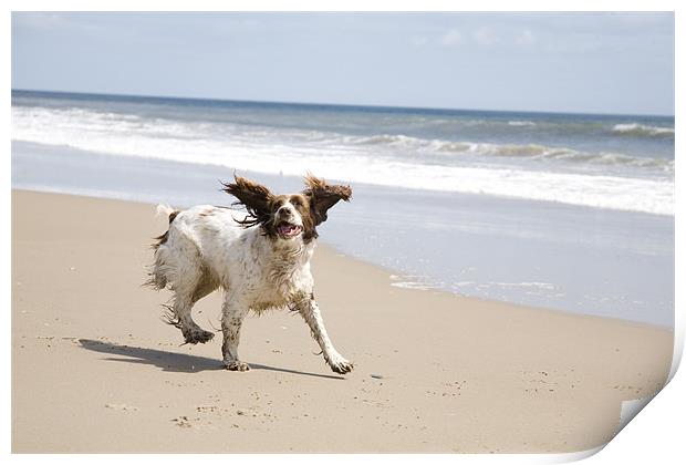 Springer Spaniel Print by Ian Middleton