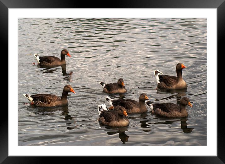 Family of Greylag Geese Framed Mounted Print by Chris Day
