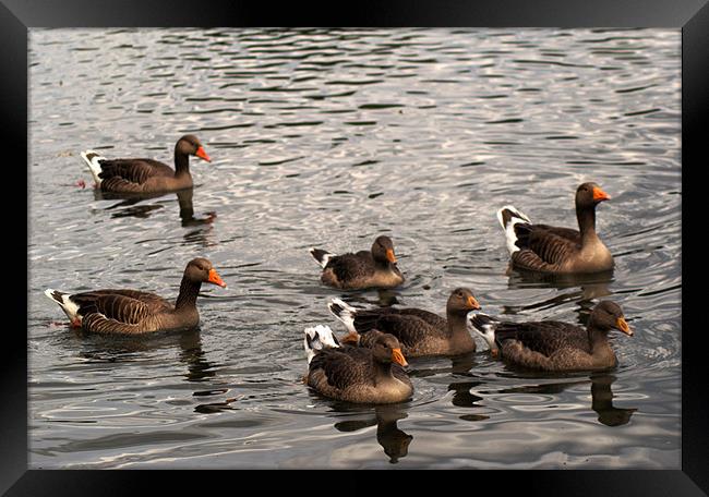 Family of Greylag Geese Framed Print by Chris Day