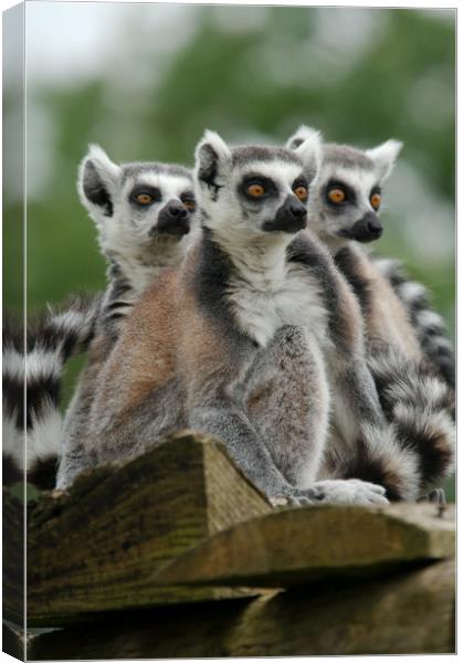 Gang Of Lemurs Canvas Print by rawshutterbug 