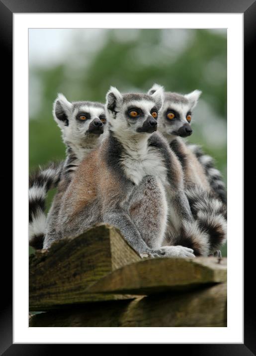 Gang Of Lemurs Framed Mounted Print by rawshutterbug 