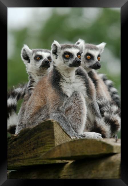 Gang Of Lemurs Framed Print by rawshutterbug 