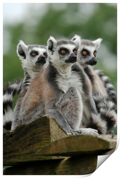 Gang Of Lemurs Print by rawshutterbug 