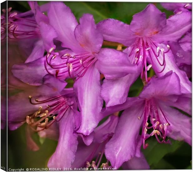 "RHODODENDRON MACRO" Canvas Print by ROS RIDLEY