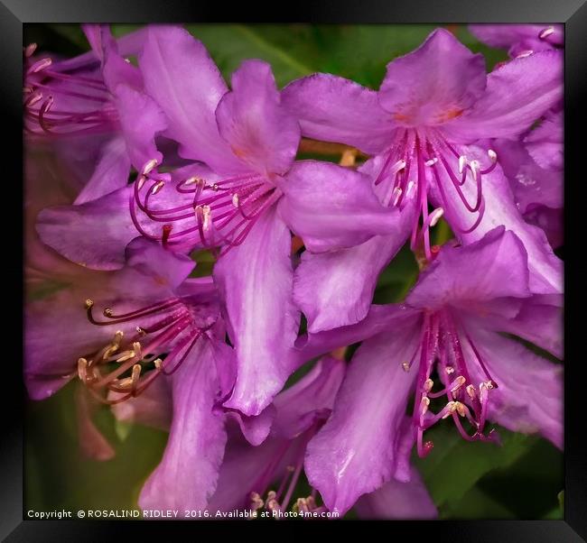 "RHODODENDRON MACRO" Framed Print by ROS RIDLEY