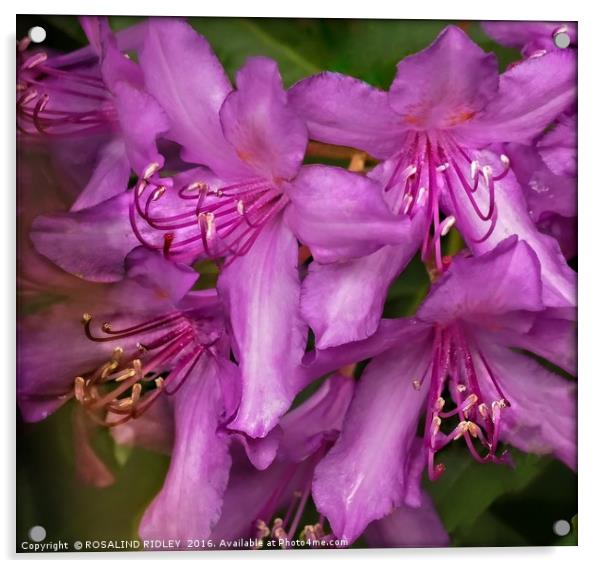 "RHODODENDRON MACRO" Acrylic by ROS RIDLEY