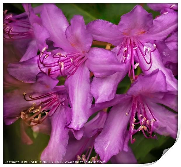 "RHODODENDRON MACRO" Print by ROS RIDLEY